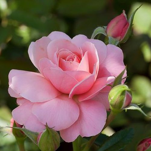 Rosa Botticelli ® - roz - Trandafir copac cu trunchi înalt - cu flori în buchet - coroană tufiș